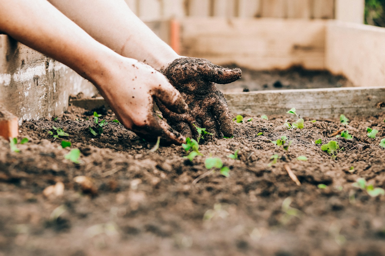 gardening - person holding brown and black frog